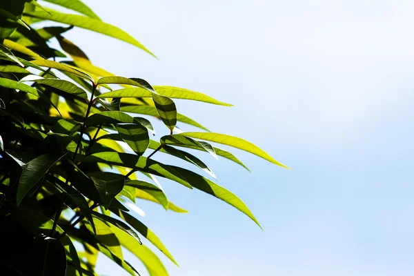 Leaves — Stock Photo, Image