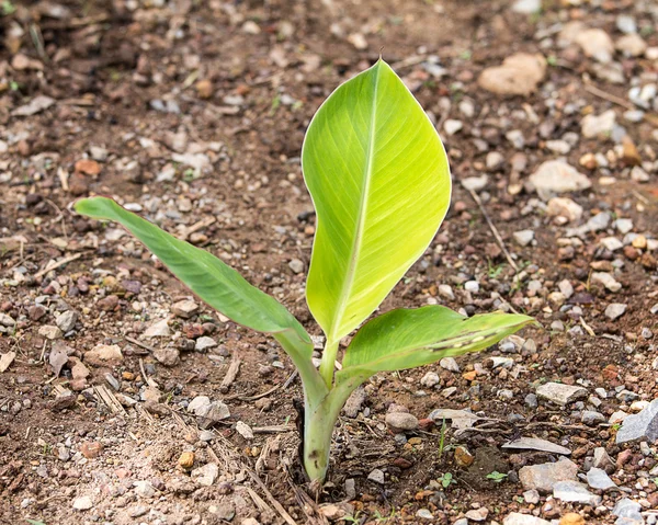 Bananas — Stock Photo, Image