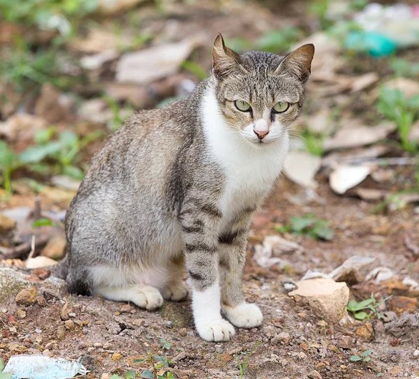 Bruine kat — Stockfoto