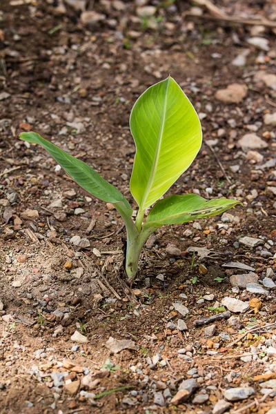 Banana tree — Stock Photo, Image