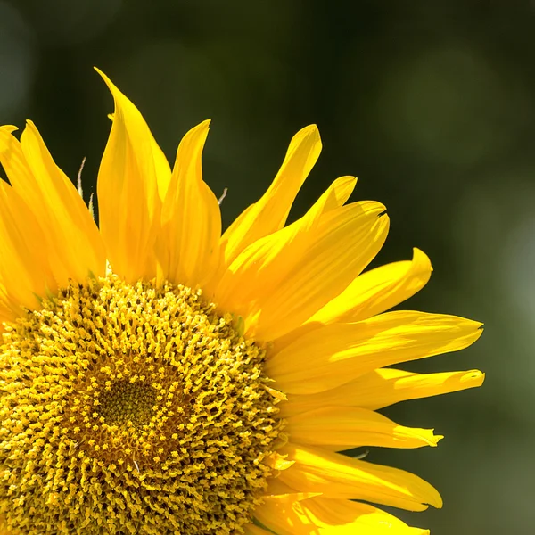 Sonnenblume — Stockfoto