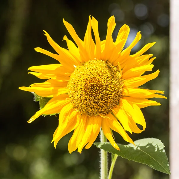 Sonnenblume — Stockfoto