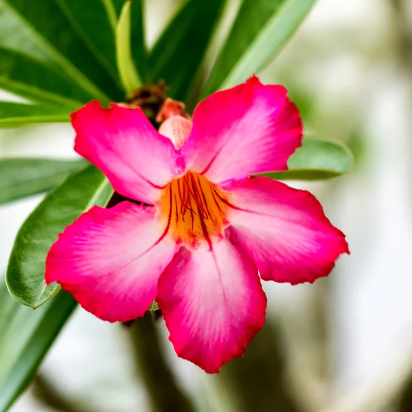 Flowers — Stock Photo, Image