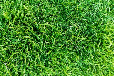 grass,pattern