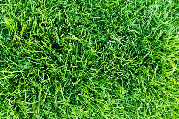 Gras, Muster — Stockfoto