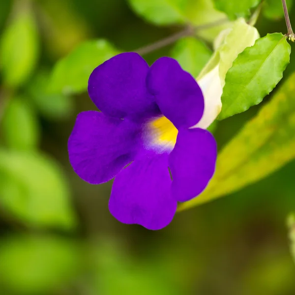 Paarse bloemen, achtergrond — Stockfoto