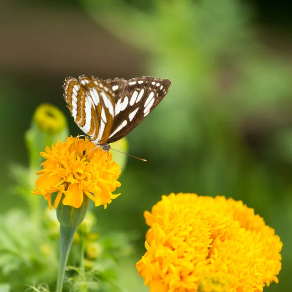 Motyl na kwiat — Zdjęcie stockowe