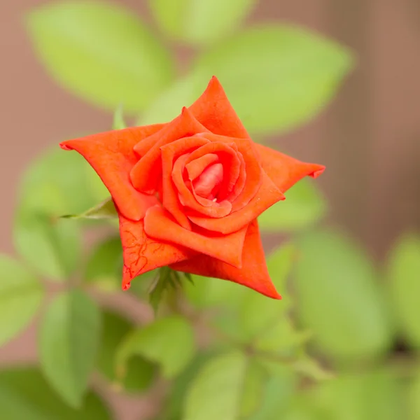 Oranžové růže. — Stock fotografie