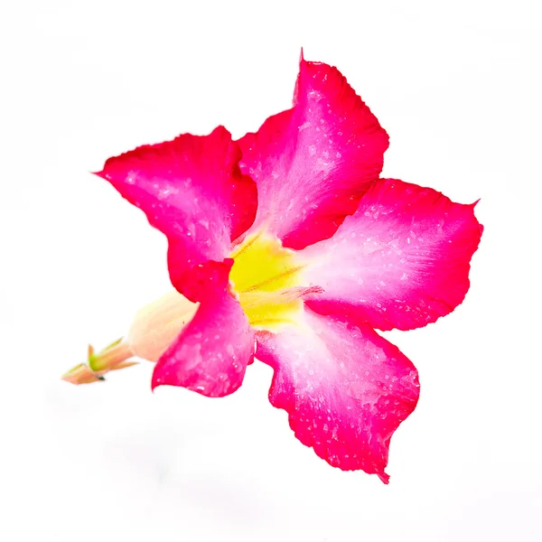 Azalea flower — Stock Photo, Image