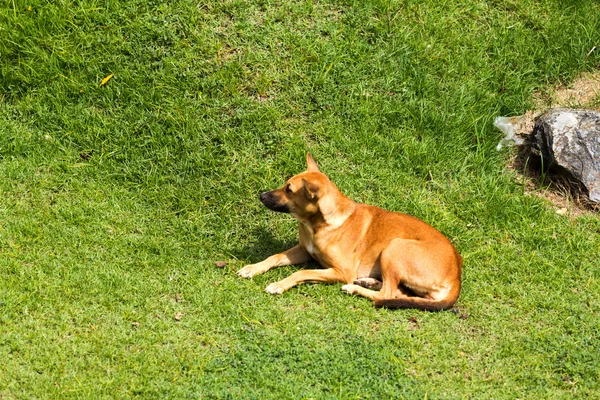 Cane. — Foto Stock