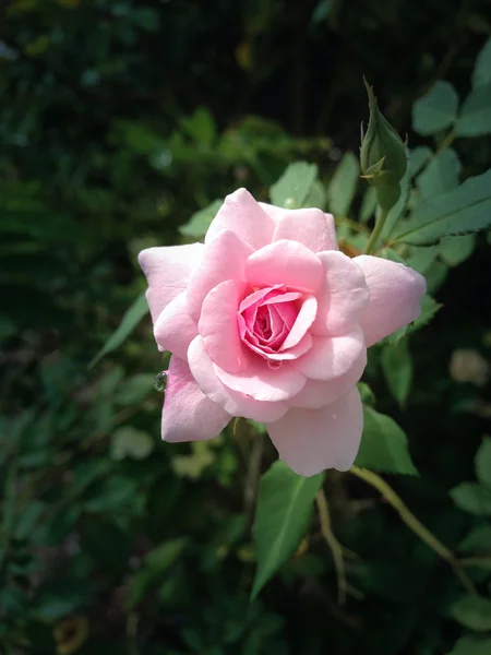 Rose. — Foto Stock
