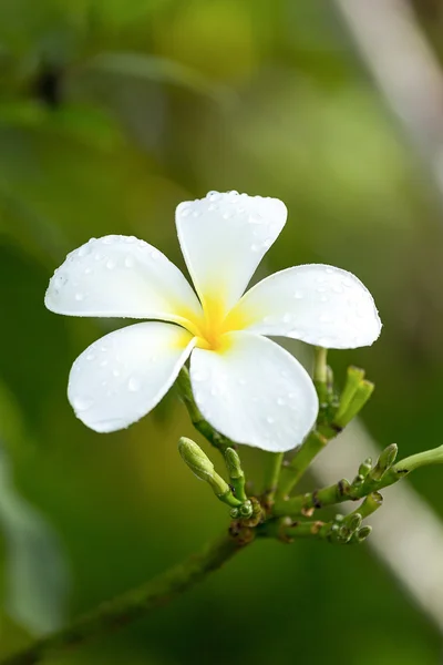 Frangipani flower — Stock Photo, Image