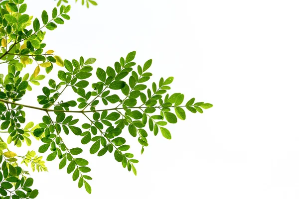 Green leaves — Stock Photo, Image