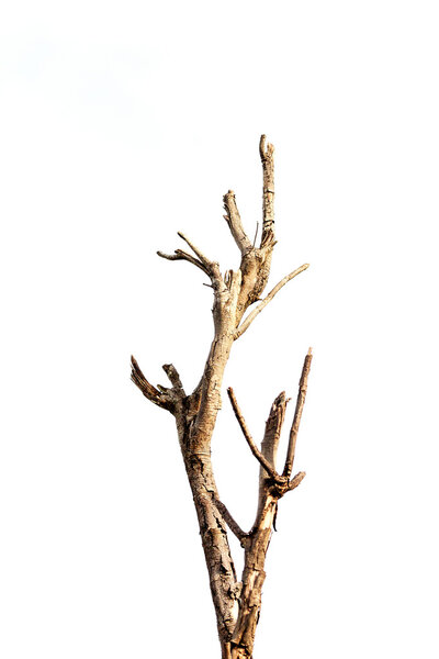 Dry twigs.
