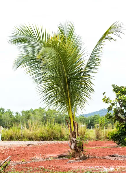 Coconut — Stock Photo, Image