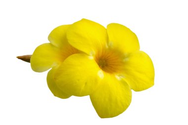 Allamanda veya altın trompet