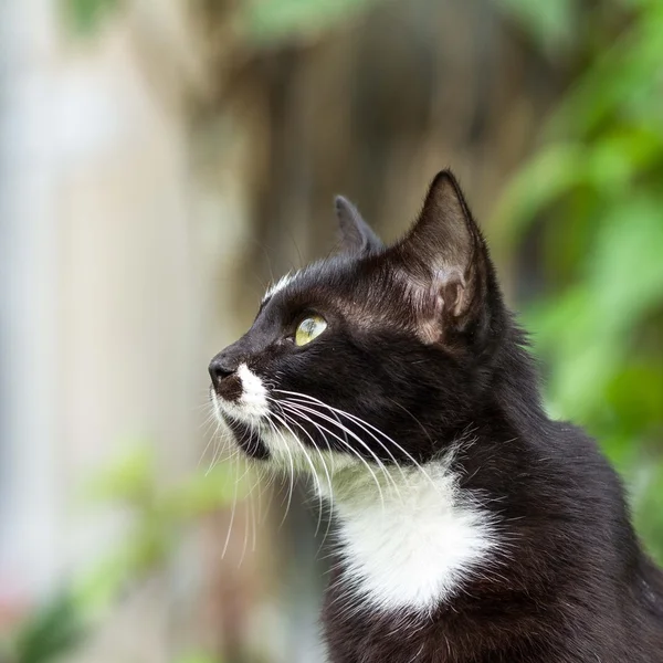 Cat,pet — Stock Photo, Image