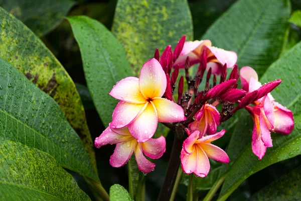 Frangipani — Stockfoto