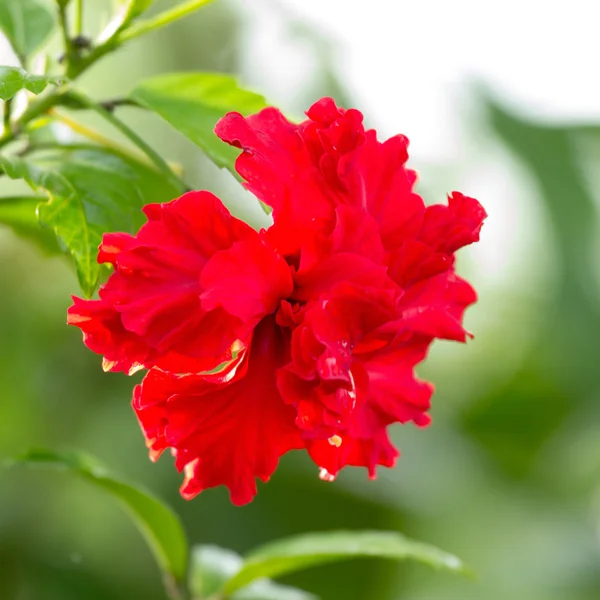 Flor de hibisco . —  Fotos de Stock