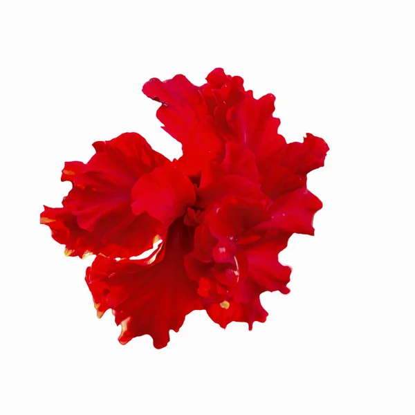 Hibiscus flower. — Stock Photo, Image