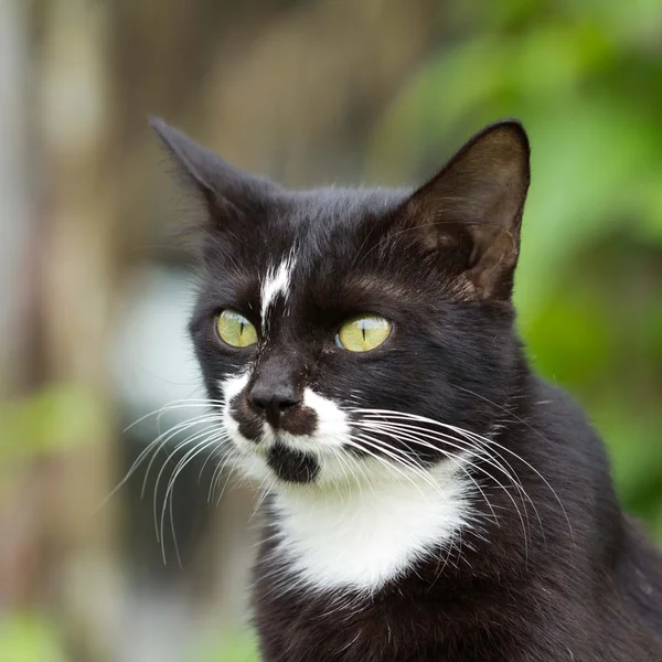 Gato, animal de estimação — Fotografia de Stock