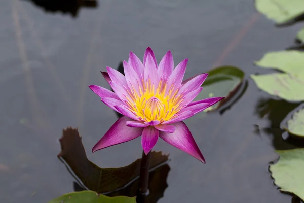 Lotus çiçeği. — Stok fotoğraf