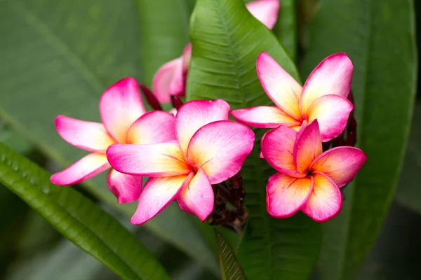 Flor de lótus — Fotografia de Stock