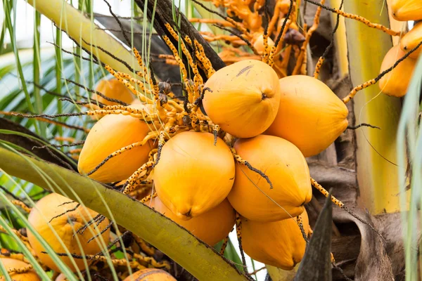 Coconut yellow. — Stock Photo, Image