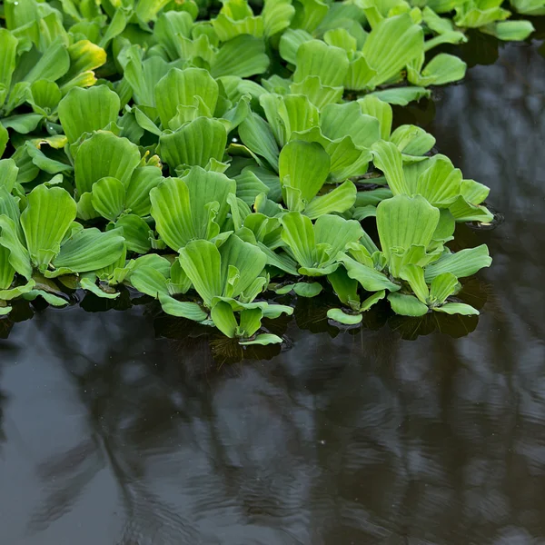 Alface-da-água, planta — Fotografia de Stock
