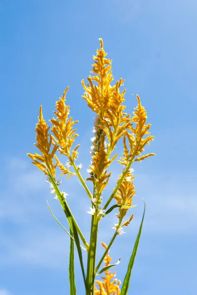 Flores, planta — Foto de Stock