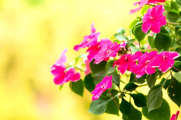 Зайнятий Ліззі квіти — стокове фото