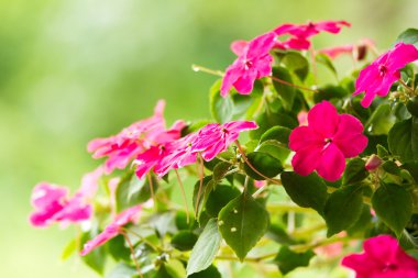 meşgul lizzie çiçekler