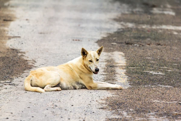 Perro, tailandia — Foto de Stock