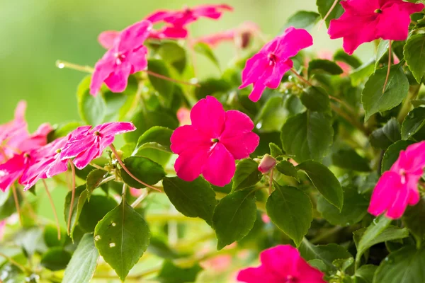 meşgul lizzie çiçekler