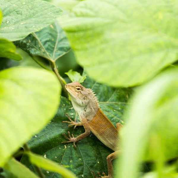 Dragão dourado — Fotografia de Stock