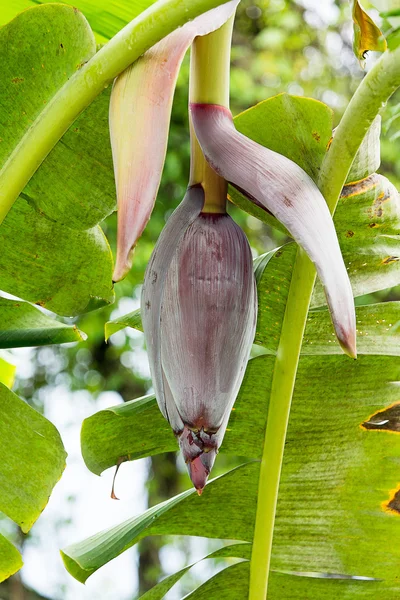 Banaan bloemen — Stockfoto