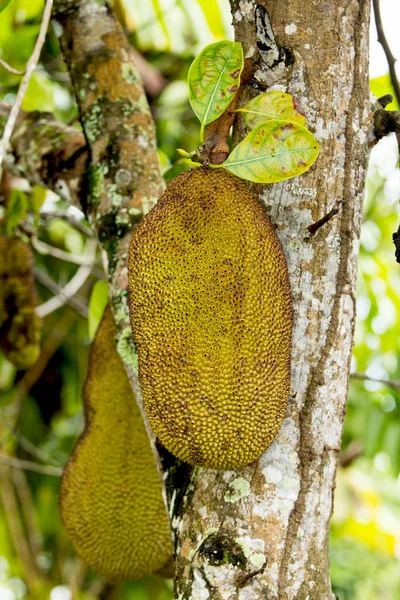 Jackfruit — Stock Photo, Image