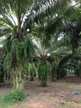 uzun yıllar Palm yağı yaş.