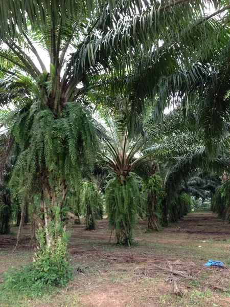 Palmöl altert seit vielen Jahren. — Stockfoto