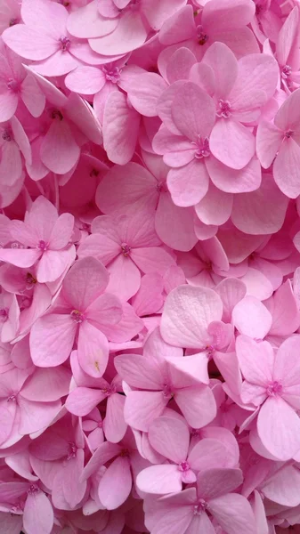 핑크에서 수 국 꽃. — 스톡 사진