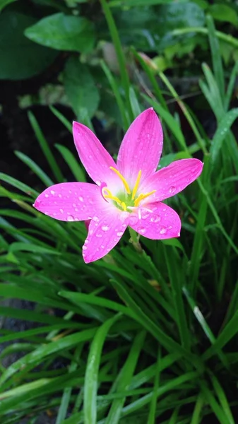 Gota de agua en flor rosa — Foto de Stock