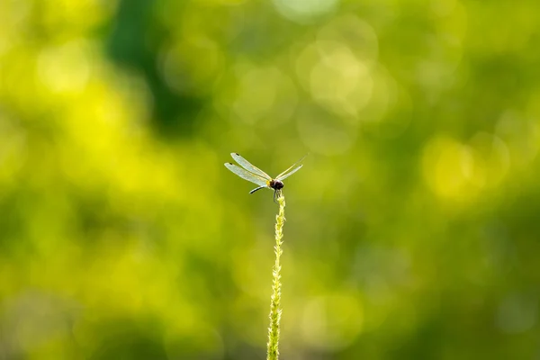 Libellula — Foto Stock