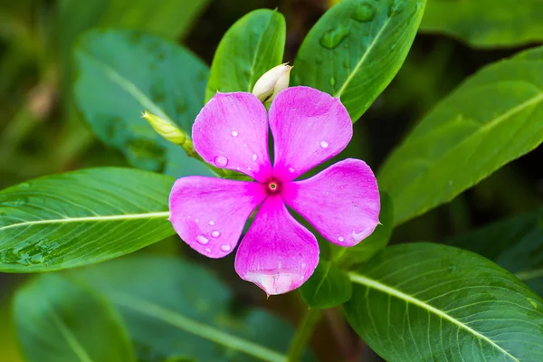 Flor del Cabo Periwinkle —  Fotos de Stock