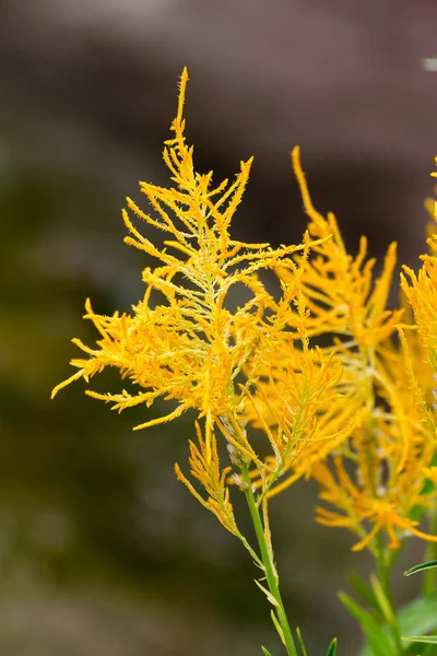 Celosia plumose flores — Fotografia de Stock