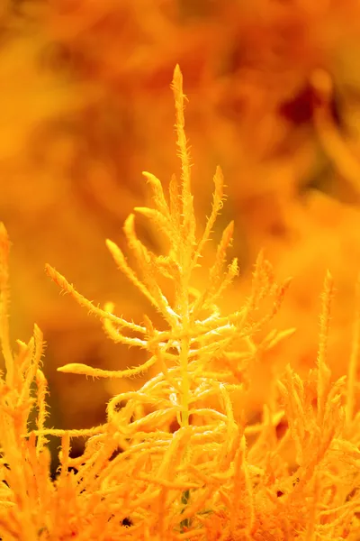 Celosia flores plumosas — Foto de Stock