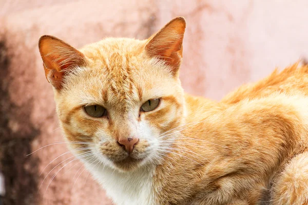 茶色のぶち猫 — ストック写真