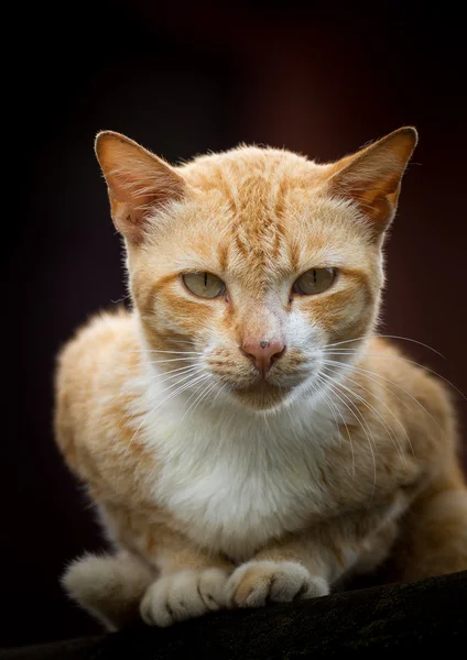 Gato de mesa marrom — Fotografia de Stock