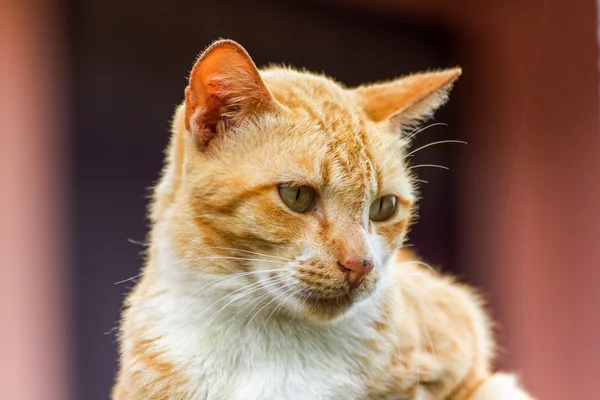 Bruin Cyperse kat — Stockfoto