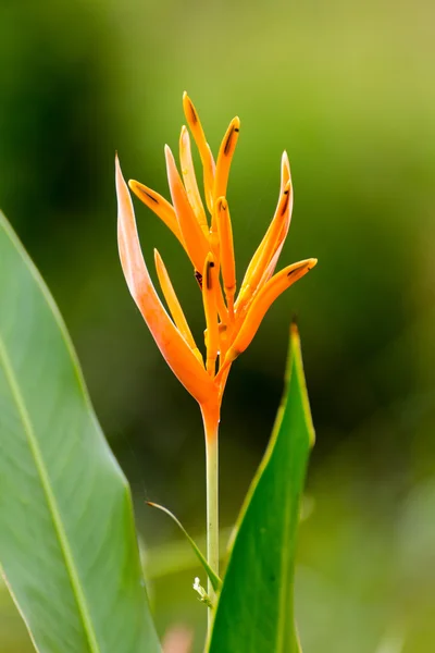 Ave del Paraíso Flores —  Fotos de Stock