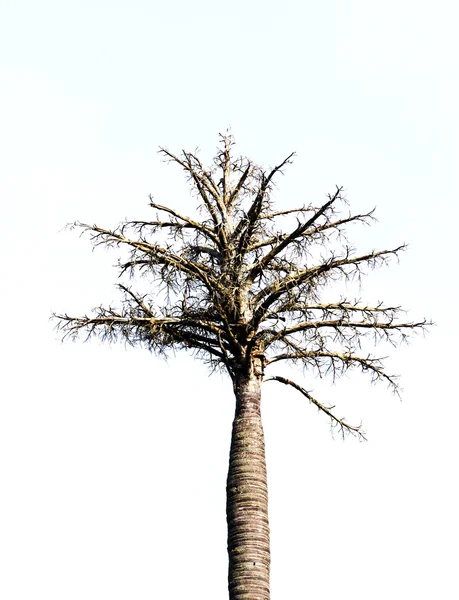 Palmeira morre . — Fotografia de Stock